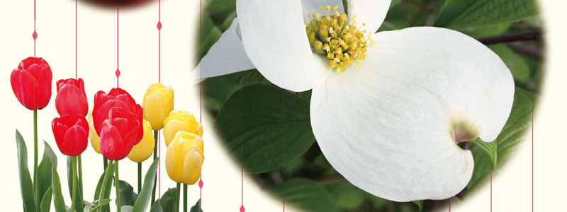 くらべて発見 花の「いのち」