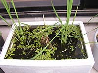 食農教育 05年7月号 トロ箱を使って生きもの集う稲つくり
